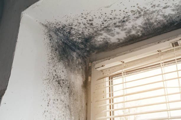 Affordable Attic Mold Removal solutions in Brentwood, PA